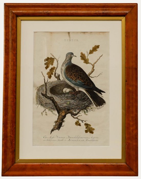 Johannes Jacobi, - 18th Century Etching, Turtle Dove