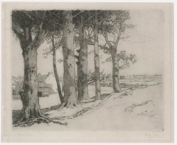 Frank Dean (1865-1947) - Early 20th Century Etching, Birch Trees
