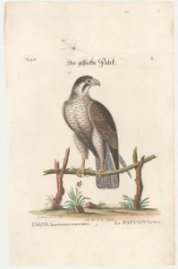 Johann Seligmann (1720-1762) after George Edwards - Etching, American Kestrel
