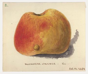 1851 Watercolour - Blenheim Orange