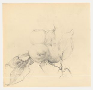 Attrib. John Cluysenaar (1899-1986) - Graphite Drawing, Study of Apples