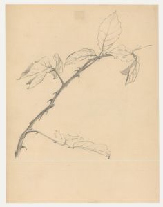 Attrib. John Cluysenaar (1899-1986) - Graphite Drawing, Study of Beech Leaves
