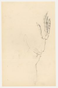 Attrib. John Cluysenaar (1899-1986) - Graphite Drawing, Wisteria Pods