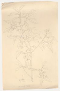 William Henry Ladd - Early 20th Century Graphite Drawing, Spindle Tree