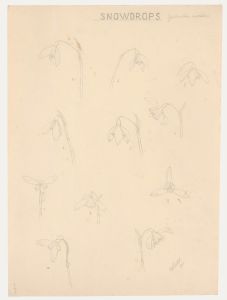 William Henry Ladd - Early 20th Century Graphite Drawing, Snowdrops
