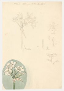 William Henry Ladd - Early 20th Century Graphite Drawing, White Narcissus