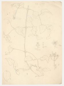 William Henry Ladd - Early 20th Century Graphite Drawing, Wild Clematis