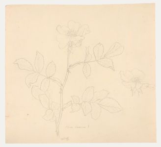 William Henry Ladd - Early 20th Century Graphite Drawing, Rosa Canina