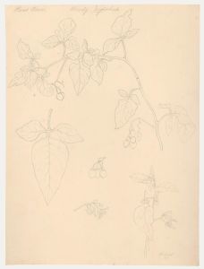 William Henry Ladd - Early 20th Century Graphite Drawing, Woody Nightshade