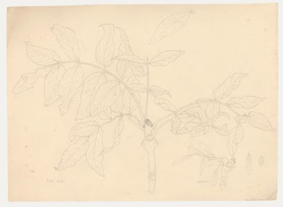 William Henry Ladd - Early 20th Century Graphite Drawing, The Ash