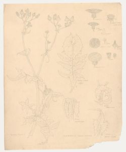 William Henry Ladd - Early 20th Century Graphite Drawing, Sonchus Oleraceous