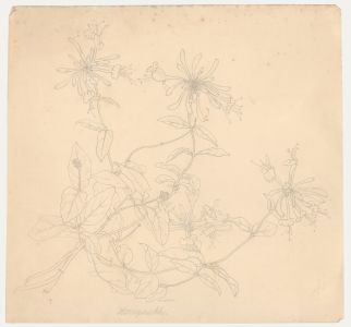 William Henry Ladd - Early 20th Century Graphite Drawing, Honeysuckle