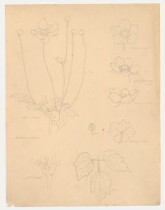 William Henry Ladd - Early 20th Century Graphite Drawing, Anemone Japonica
