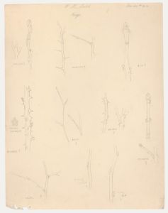 William Henry Ladd - Early 20th Century Graphite Drawing, Twigs