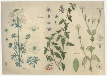 William Henry Ladd - Early 20th Century Watercolour, Native Species