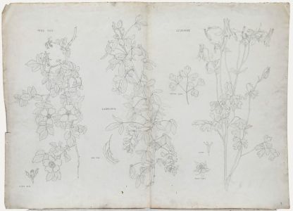 William Henry Ladd - Early 20th Century Graphite Drawing, Botanical Forms