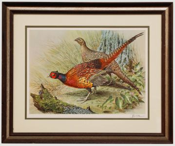 Basil Ede (1931-2016) - 20th Century Collotype, Male and Female Pheasant
