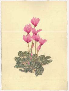 Kathleen Moyra Bellis - 20th Century Watercolour, Cyclamen persicum