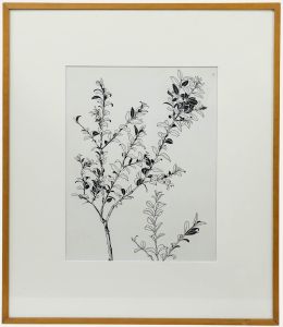 Attrib. Sylvan G. Boxsius (1878-1941) - Pen and Ink Drawing, Shrubbery Study