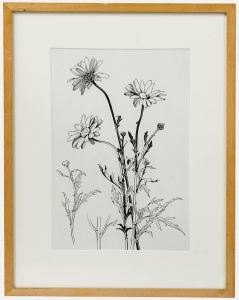 Attrib. Sylvan G. Boxsius (1878-1941) - Pen and Ink Drawing, Oxeye Daisies