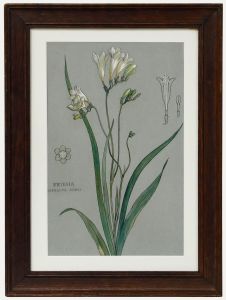 Attrib. Sylvan G. Boxsius - Pen and Ink Drawing, Friesia Refracta Alba