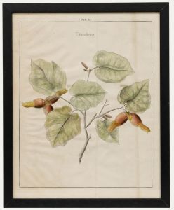 After Johann Hermann Knoop (1700-1769) - 19th Century Engraving, Hazelnuts
