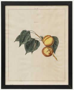 After Johann Hermann Knoop (1700-1769) - 19th Century Engraving, Apricots