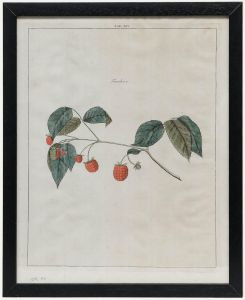 After Johann Hermann Knoop (1700-1769) - 19th Century Engraving, Raspberries