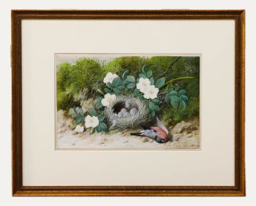 William Cruikshank (1848-1922) - Framed Watercolour, Bullfinch Nest