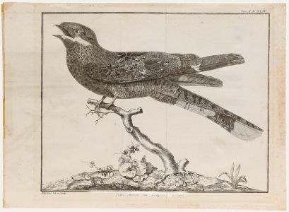 Francois-Nicolas Martinet (1731-1804) - 19th Century Engraving, Nightjar