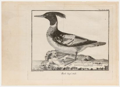 Francois-Nicolas Martinet (1731-1804) - Engraving, Red-Breasted Merganser