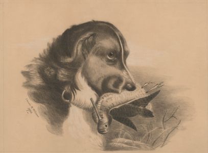 Chrissie M. Williams - 1902 Coloured Pencil, Dog with a Bird