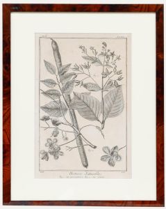 Robert Béenard (1734-1794) - 18th Century Engraving, Le Quinquina & La Casse