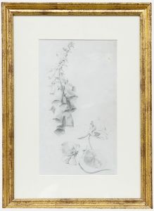Attrib. John Cluysenaar (1899-1986) - Graphite Drawing, Botanical Study