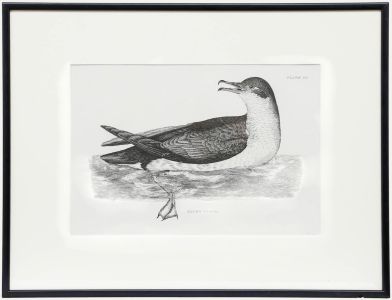 Prideaux John Selby (1788-1867) - Early 20th Century Engraving, Manx's Petrel