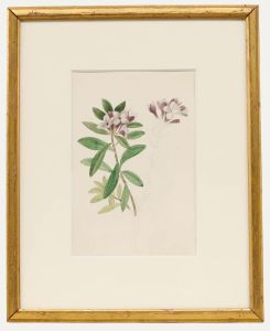Sophia Katherine Charleton (1789-1844) - Watercolour, Daphne Sericea