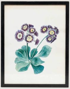 Framed 19th Century Watercolour - Primula Auricula