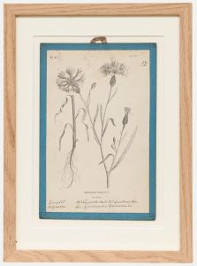 Native Flora of Europe - Framed 19th Century Lithograph, Centaurea Cyanus