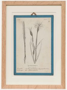 Native Flora of Europe - Framed 19th Century Lithograph, Agrostemma Githago