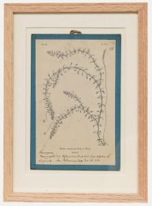 Native Flora of Europe - Framed 19th Century Lithograph, Elodea Canadensis