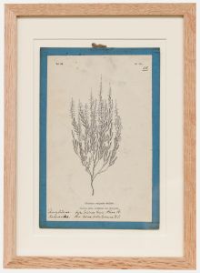Native Flora of Europe - Framed 19th Century Lithograph, Calluna Vulgaris