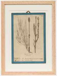 Native Flora of Europe - Framed 19th Century Lithograph, Equisetum Arvense