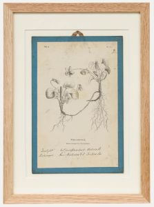 Native Flora of Europe - Framed 19th Century Lithograph, Viola Odorata