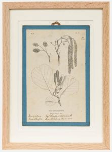 Native Flora of Europe - Framed 19th Century Lithograph, Alnus Glutinosa