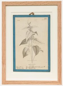 Native Flora of Europe - Framed 19th Century Lithograph, Lamium Album
