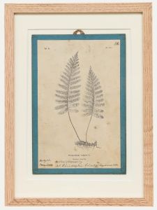 Native Flora of Europe - Framed 19th Century Lithograph, Polypodium Vulgare