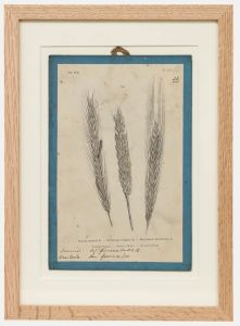 Native Flora of Europe - Framed 19th Century Lithograph, Frumentum