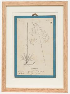 Native Flora of Europe - Framed 19th Century Lithograph, Briza Media