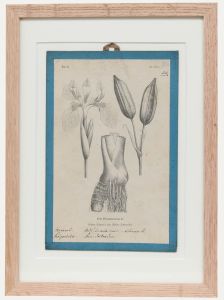 Native Flora of Europe - Framed 19th Century Lithograph, Iris Pseudacorus