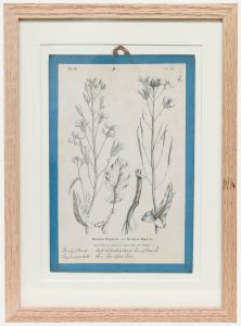 Native Flora of Europe - Framed 19th Century Lithograph, Brassica